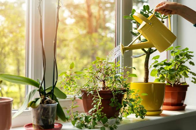 Best Plant Care App to Keep Your Garden Thriving